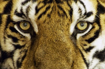 National Parks and Wildlife